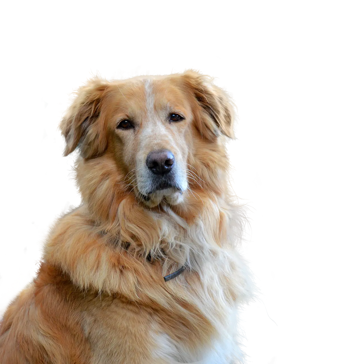 Home golden retriever, isolated, dog, domestic animal, pet, animal portrait, animal, big dog, purebred dog, fur, dear, nature, cute, snout, hair